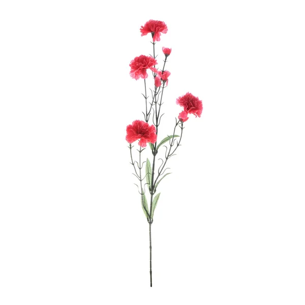 Kleur Kunstmatige Anjer Bloemen Geïsoleerd Witte Achtergrond — Stockfoto