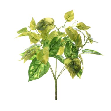 bitki dalı beyaz arkaplanda izole edildi 