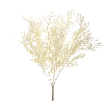 bitki dalı beyaz arkaplanda izole edildi 