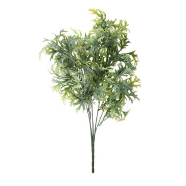 bitki dalı beyaz arkaplanda izole edildi 