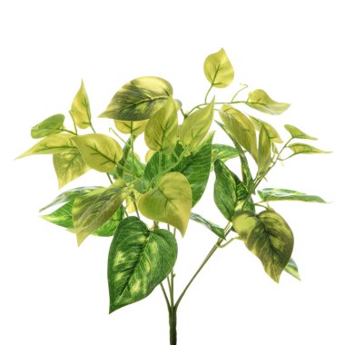 bitki dalı beyaz arkaplanda izole edildi 