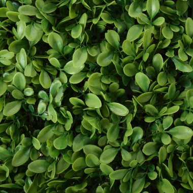 Yapay yeşil çimenler beyaz arkaplanda izole edildi 