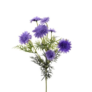 beyaz arkaplanda izole edilmiş renk yapay bitkisi  