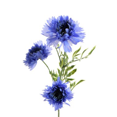 beyaz arkaplanda izole edilmiş yapay çiçekler  