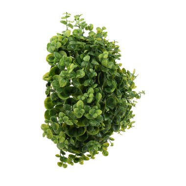 Yapay yeşil çimenler beyaz arkaplanda izole edildi 