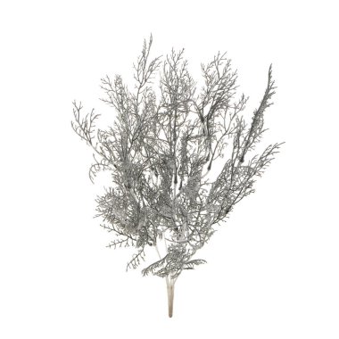 bitki dalı beyaz arkaplanda izole edildi 