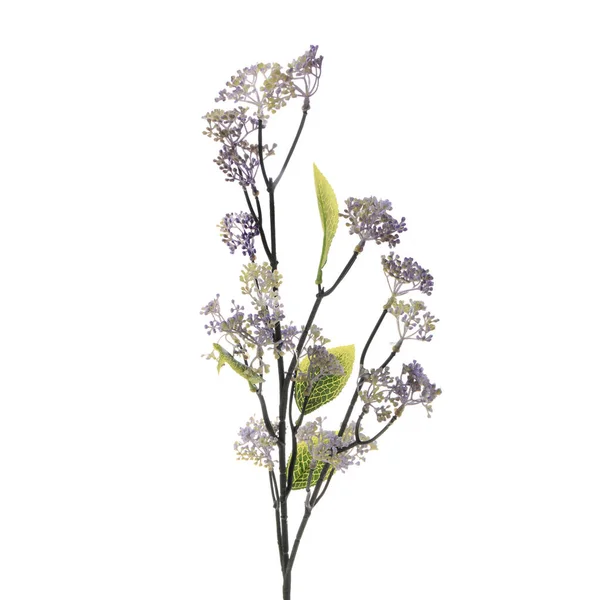 Barva Umělá Rostlina Lraves Izolované Bílém Pozadí — Stock fotografie