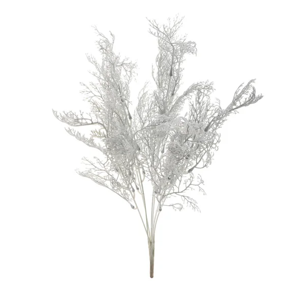 Pflanzenzweig Isoliert Auf Weißem Hintergrund — Stockfoto