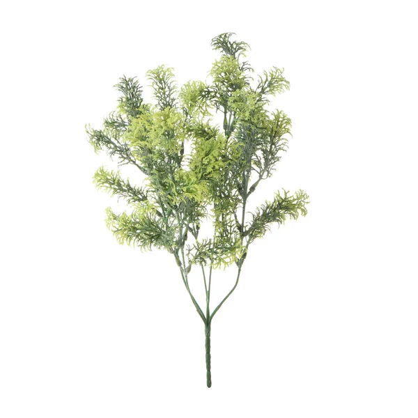 Рослина Гілка Ізольована Білому Фоні — стокове фото