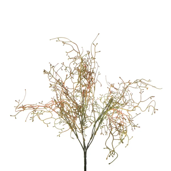 배경에 분리되어 식물의 가지들 — 스톡 사진