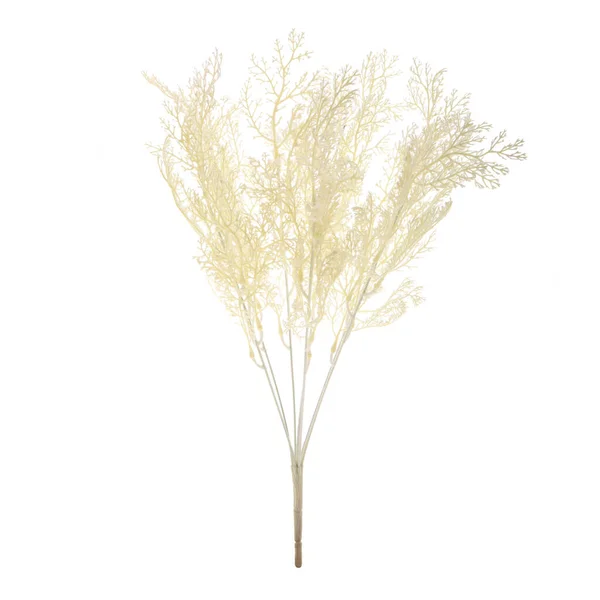 Növény Elszigetelt Fehér Háttér — Stock Fotó