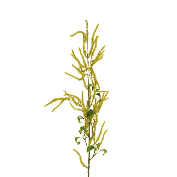 Farbe Künstliche Pflanze Mit Lraves Isoliert Auf Weißem Hintergrund — Stockfoto
