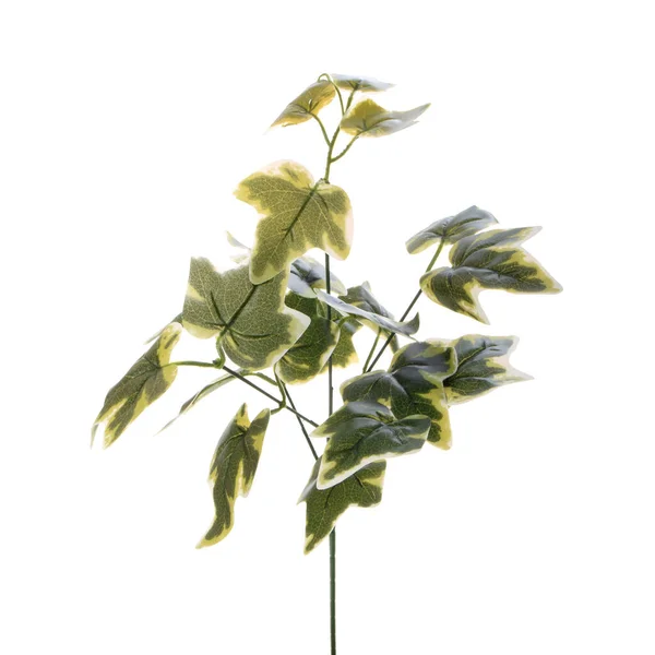 Couleur Plante Artificielle Avec Des Lraves Isolées Sur Fond Blanc — Photo