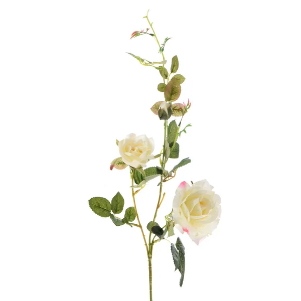 Colore Rose Artificiali Fiori Isolati Sfondo Bianco — Foto Stock