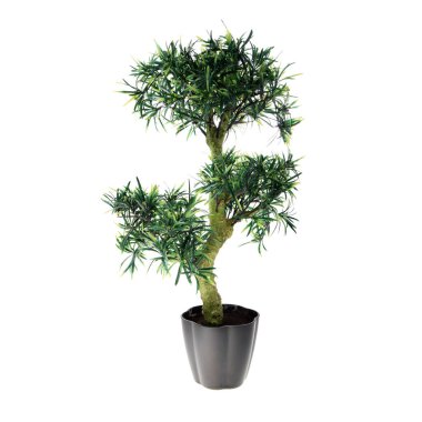 Beyaz arkaplanda izole yeşil bitki 