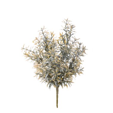 Kekik beyaz bir arkaplanda izole edilmiş 