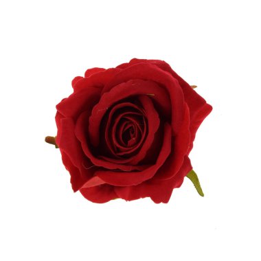 beyaz arkaplanda izole gül 