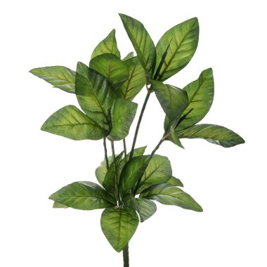 Beyaz arkaplanda izole edilmiş bir bitkinin yeşil yaprakları 