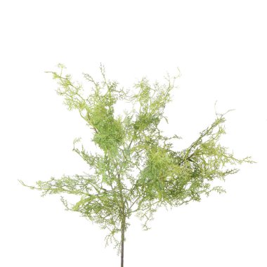 Beyaz arkaplanda izole edilmiş bitki 