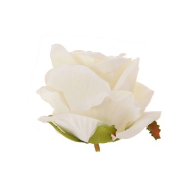 beyaz arkaplanda izole gül 