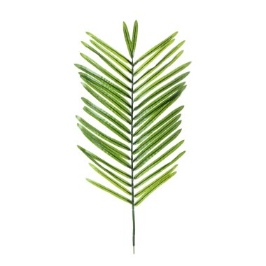 Beyaz arkaplanda yeşil yaprak izole edildi 