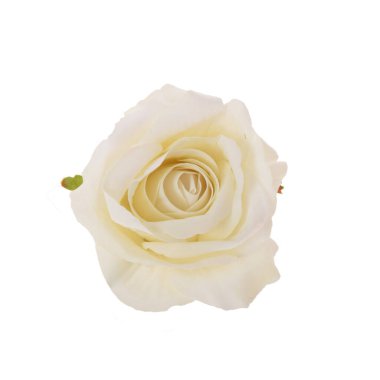 beyaz arkaplanda izole gül 