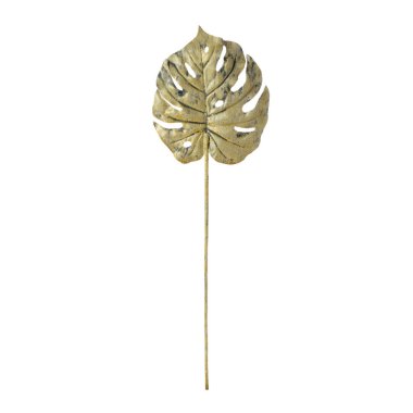 Beyaz arkaplanda yaprak izole