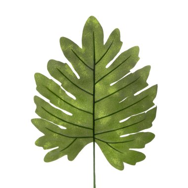 Beyaz arkaplanda yeşil yaprak izole edildi 