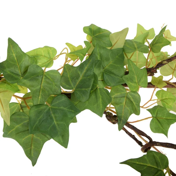 Couleur Plantes Artificielles Isolées Sur Fond Blanc — Photo