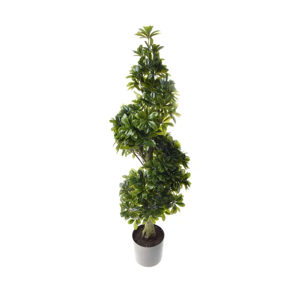 Zelená Rostlina Hrnci Izolované Bílém Pozadí — Stock fotografie