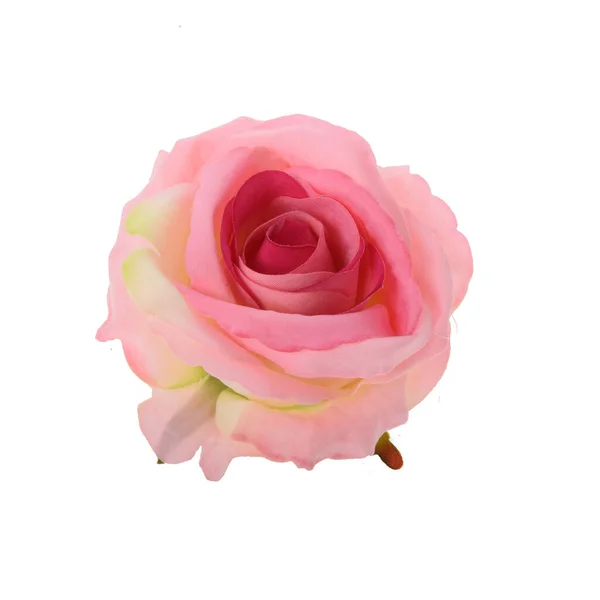 Rose Isolated White Background — Stock Photo, Image