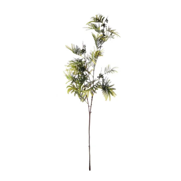 Pflanze Isoliert Auf Weißem Hintergrund — Stockfoto