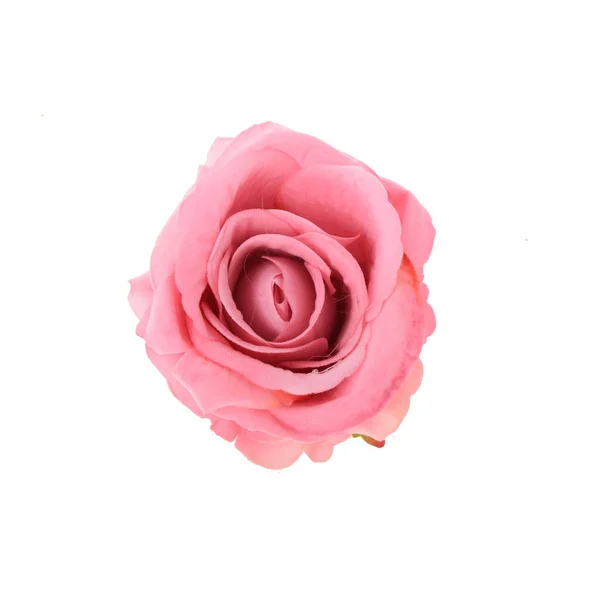 Rose Isolert Hvit Bakgrunn – stockfoto