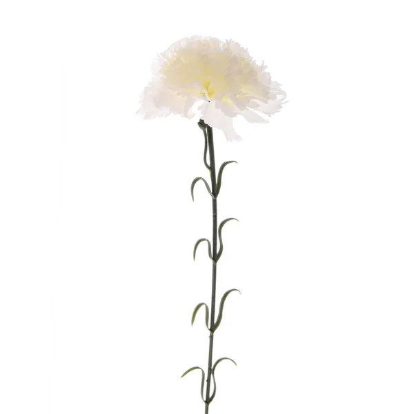 Karafiát Květiny Izolované Bílém Pozadí — Stock fotografie