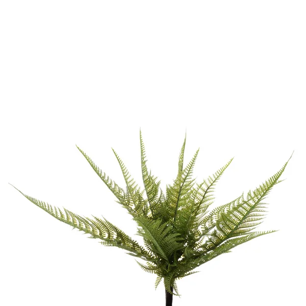 Растение Изолировано Белом Фоне — стоковое фото