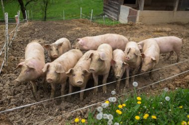 Pigs in mud at pig breeding farm clipart