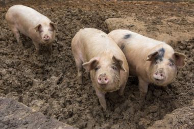 Domuzlar domuz yetiştirme çiftliği, çamur içinde