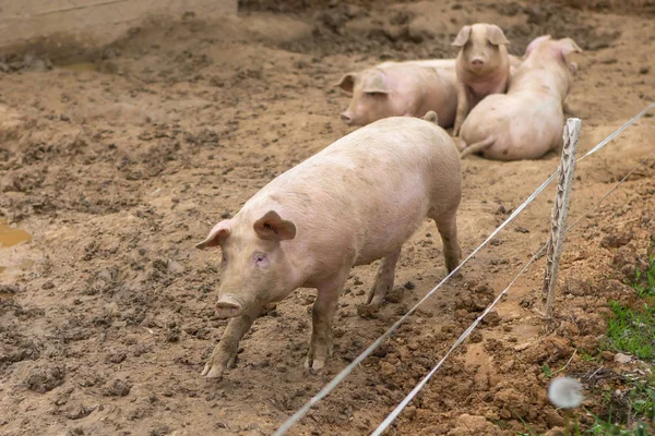 Świń w błocie w hodowli trzody chlewnej — Zdjęcie stockowe