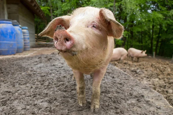 Domuzlar domuz yetiştirme çiftliği, çamur içinde