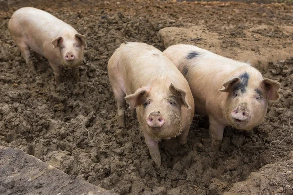 Domuzlar domuz yetiştirme çiftliği, çamur içinde