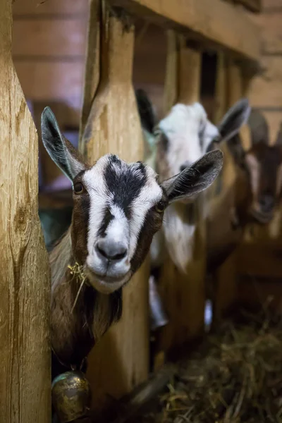 群山羊在木制奶酪农场的谷仓 图库图片