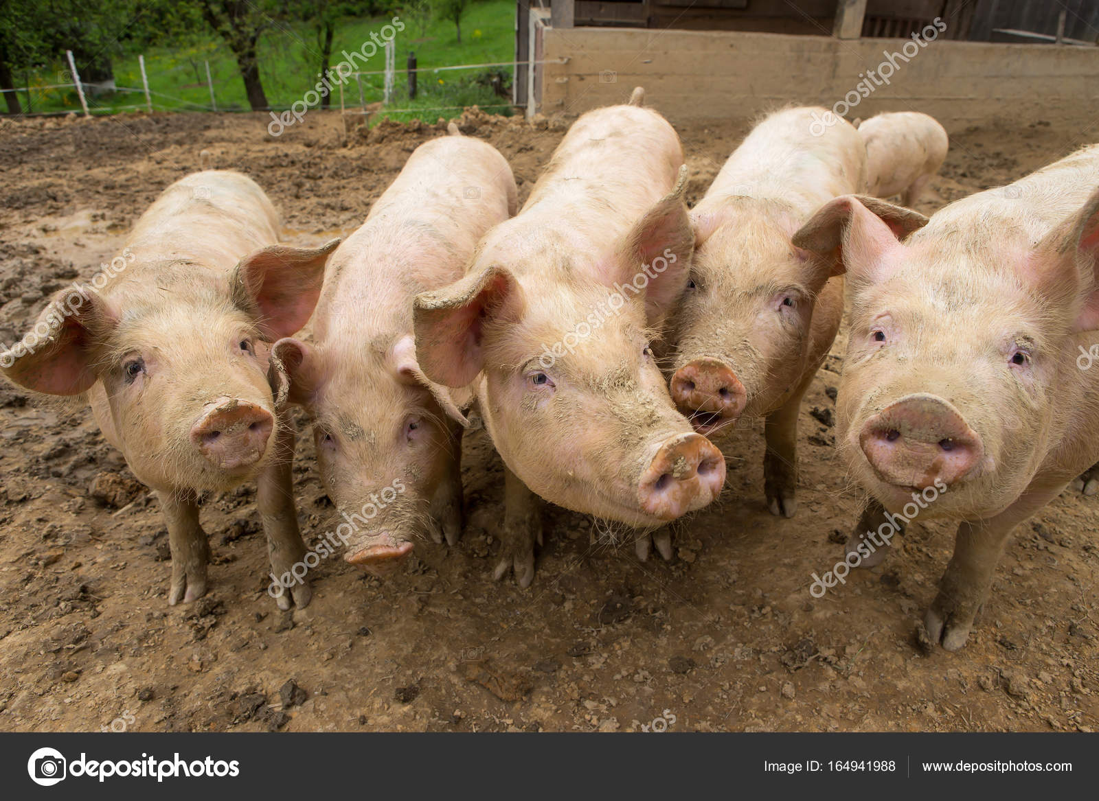 Resultado de imagem para manada de porcos