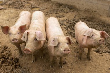 Domuzlar domuz yetiştirme çiftliği sürüsü