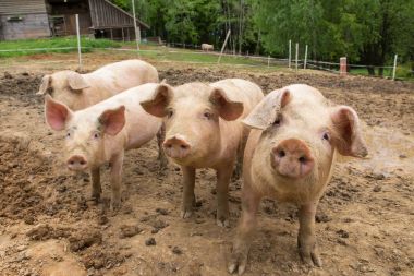 Domuzlar domuz yetiştirme çiftliği sürüsü