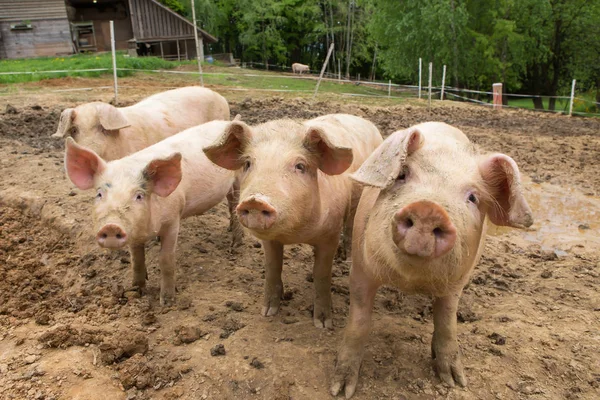 Domuzlar domuz yetiştirme çiftliği sürüsü