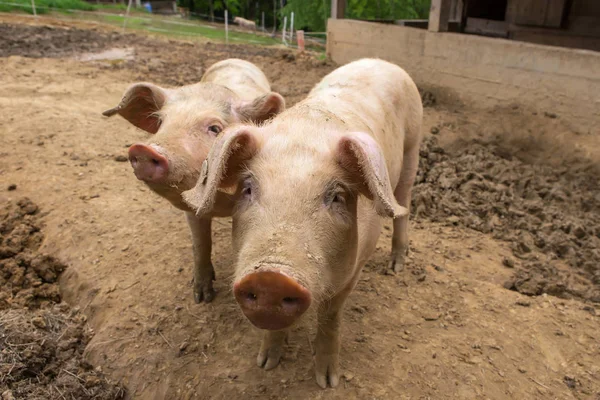 Rebaño de cerdos en una granja de cría de cerdos — Foto de Stock