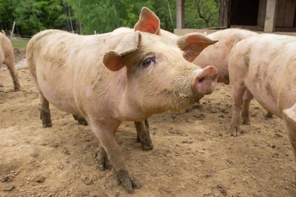 Kudde varkens bij varken agrarisch bedrijf — Stockfoto