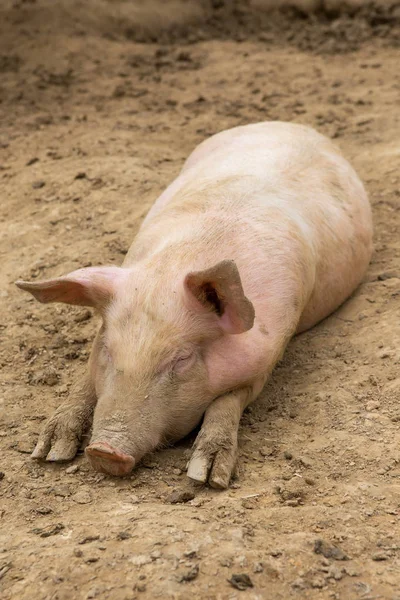 Стадо свиней на свиноводческой ферме — стоковое фото