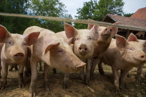 Стадо свиней на свиноводческой ферме — стоковое фото