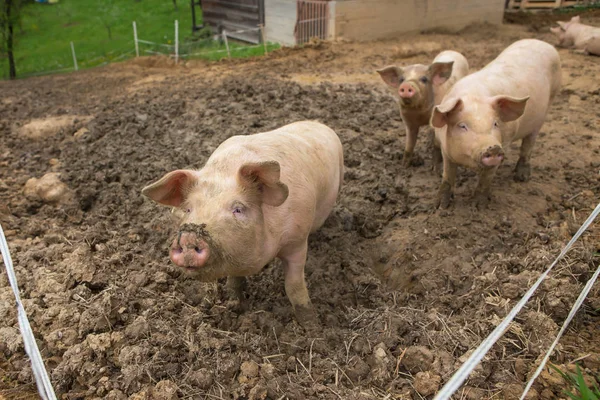 Schweinezucht auf Schweinemastbetrieb Stockbild